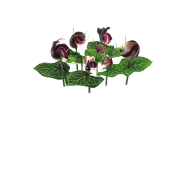Flower corybas sinii1_1